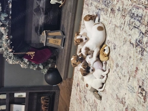 Jack Russell cu pofta de joaca si doritori de afectiune - imagine 3