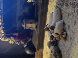 Jack Russell cu pofta de joaca si doritori de afectiune - imagine 5