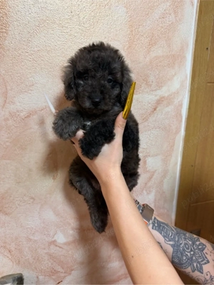 pudel toy  - imagine 5