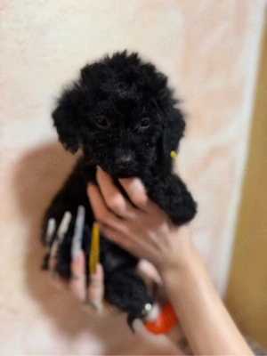 pudel toy  - imagine 2