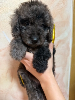 pudel toy  - imagine 4