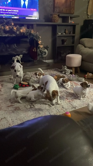 Jack Russell cu pofta de joaca si doritori de afectiune