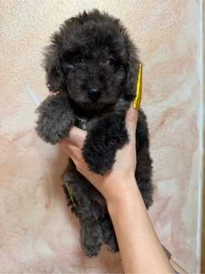 pudel toy  - imagine 3