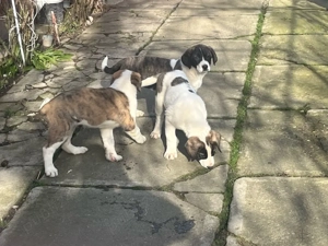 disponibili catelusi ciobanesc de asia centrala  - imagine 3