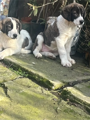 disponibili catelusi ciobanesc de asia centrala  - imagine 4