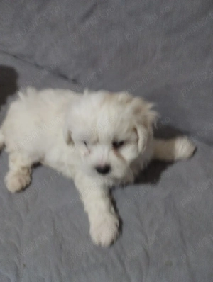 vand bishon maltez  - imagine 3