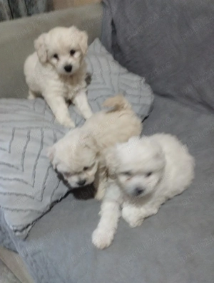 vand bishon maltez  - imagine 5