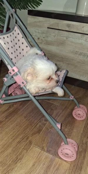 Bichon Malteze  - imagine 3