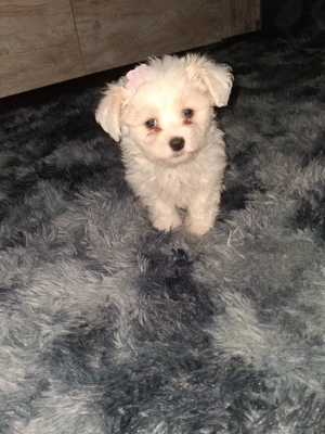 Bichon Malteze  - imagine 2