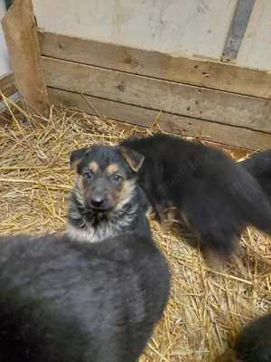 Pui Ciobanesc german - imagine 5