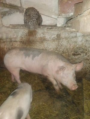 Vând porci - imagine 3