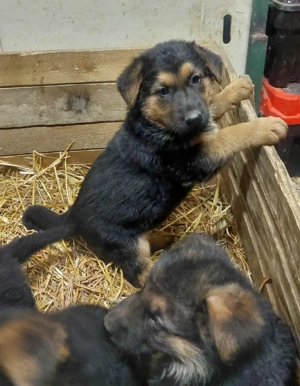 Pui Ciobanesc german - imagine 3