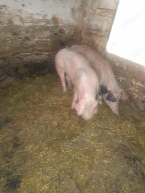 Vând porci - imagine 2