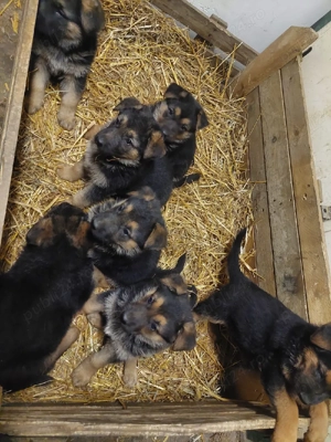 Pui Ciobanesc german