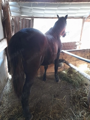 Vând mânză de 8 luni preț 4000 ron - imagine 2