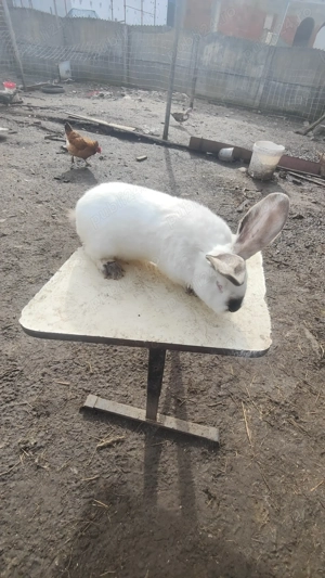 Vând sau schimb mascul uriaș de Transilvania ( cu mascul uriaș german) - imagine 2