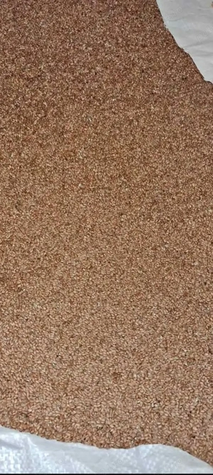 Grâu de primăvară.