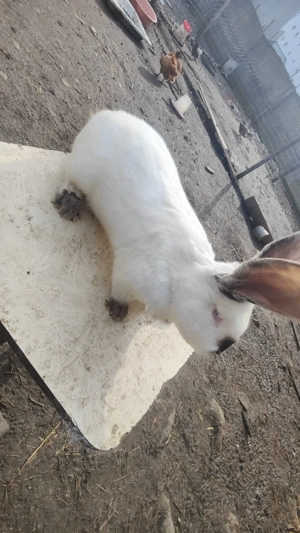 Vând sau schimb mascul uriaș de Transilvania ( cu mascul uriaș german) - imagine 3