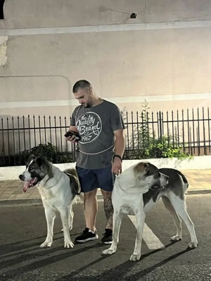 disponibili catelusi ciobanesc de asia centrala  - imagine 5