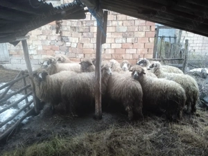 vand oi țurcane  - imagine 2