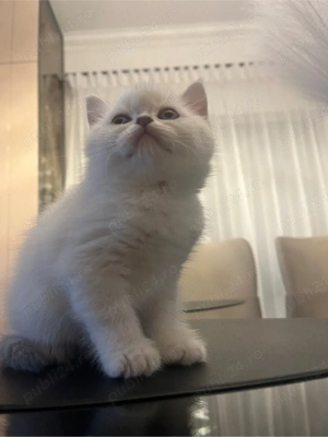 British shorthair shaded point