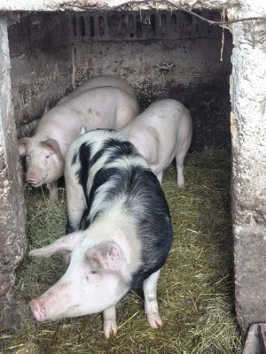 de vinzare  - imagine 2