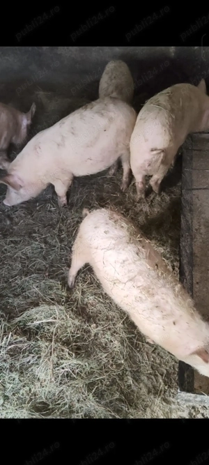 Vand porci marele alb  - imagine 3