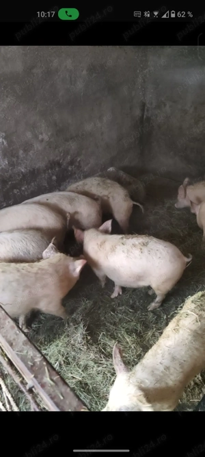 Vand porci marele alb  - imagine 4