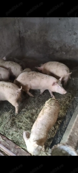 Vand porci marele alb  - imagine 2