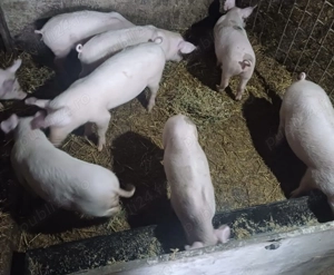 Purcei de vânzare  - imagine 4