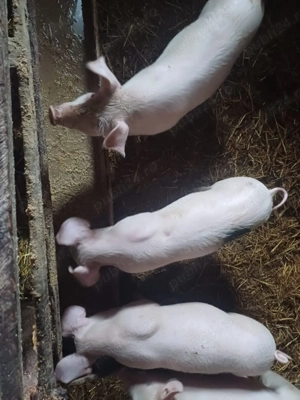 Purcei de vânzare  - imagine 2