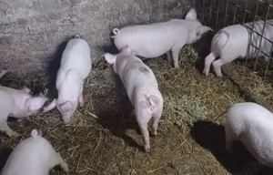 Purcei de vânzare  - imagine 5