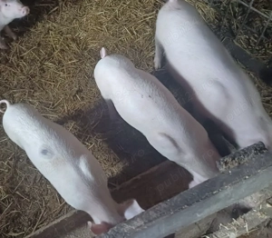 Purcei de vânzare  - imagine 3