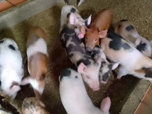 purcei de vanzare - imagine 2