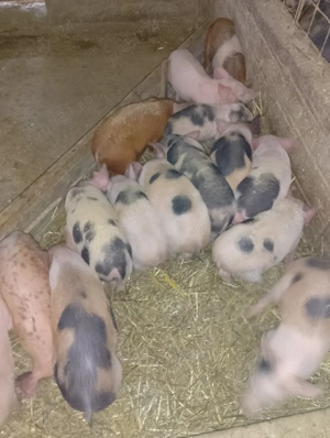 purcei de vanzare - imagine 4