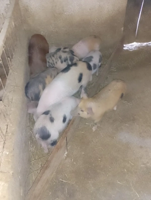 purcei de vanzare - imagine 3