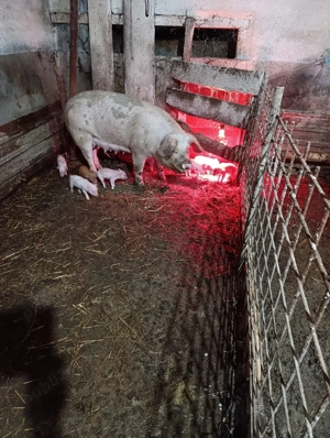 scroafa cu 8 purcei - imagine 2