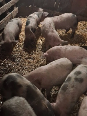 Vand Purcei  - imagine 2