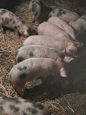 Vand Purcei  - imagine 3