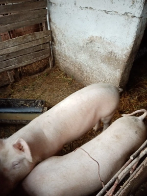 Purcei 6 luni  - imagine 4