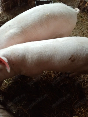 Purcei 6 luni  - imagine 2