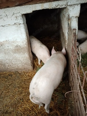 Purcei 6 luni  - imagine 3