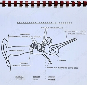 Ghid pentru părinții copilului surd - imagine 2