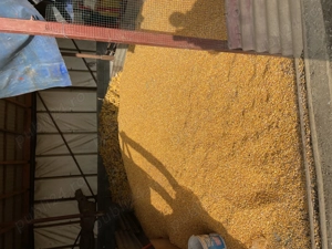 Vând porumb boabe producție 2025