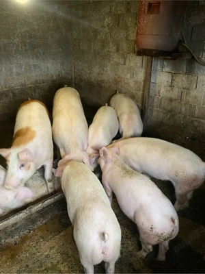 Porci de carne - imagine 3