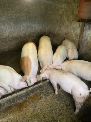 Porci de carne - imagine 5