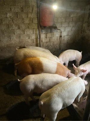 Porci de carne - imagine 2