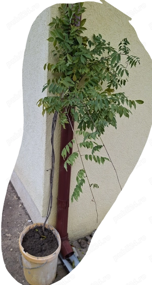 glicina mov pe  tulpina inalta anul al 3-lea cca 160 cm