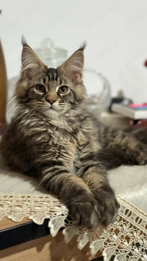 Fetita Maine Coon Pedigree - imagine 4