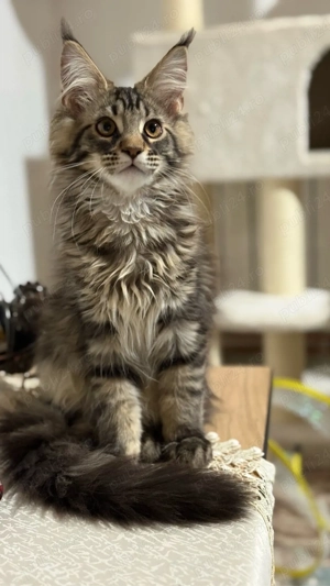 Fetita Maine Coon Pedigree - imagine 5